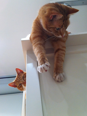 Cat sitting playtime cat sitting playtime