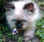 Cute Kitten Cute kitten