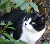 Kitty in Bushes Black and white cat