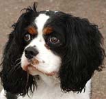 King Charles Cavalier Spaniel
